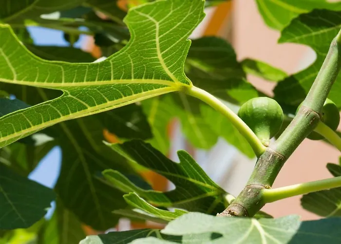 Hotel Darius Hstl Sunny Beach