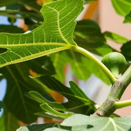 Szálloda Darius Hstl Napospart